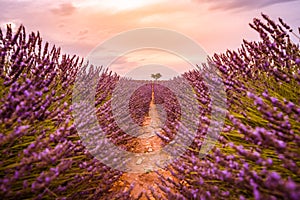 Dream sunset rows of purple lavender, lonely tree in blooming field. Closeup summer blooming floral field, nature pattern
