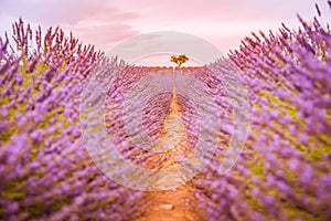 Dream sunset rows of purple lavender, lonely tree in blooming field. Closeup summer blooming floral field, nature pattern