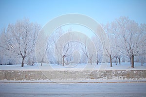 Dream Winter trees. Alley with trees covered with dense frost