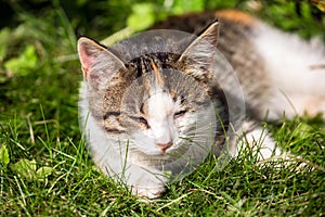 Dreaming cat in green grass close up