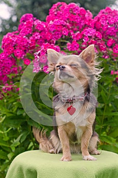 Dreaming chihuahua puppy in summer garden