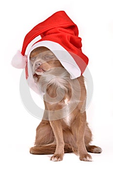 Dreaming Christmas dog wearing Santa hat