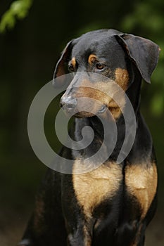 Dreaming doberman dog