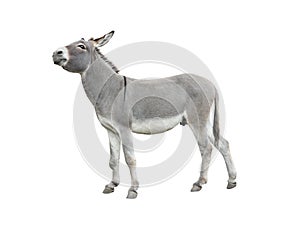 Dreaming donkey isolated on white