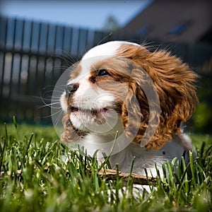 Dreaming King charles spaniel puppy