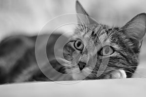Dreaming of a mouse. Portrait lying on the bed of a striped domestic cat