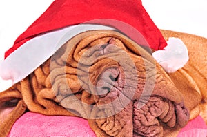 Dreaming Santa Dog
