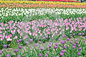 Dreamland Tulips at Windmill Island Tulip Garden