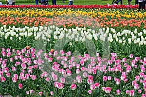 Dreamland Tulips at Windmill Island Tulip Garden