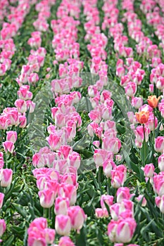 Dreamland Tulips at Windmill Island Tulip Garden