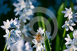 Dreamlike closeup of honey bee in field of bluebell Siberian squill flowers