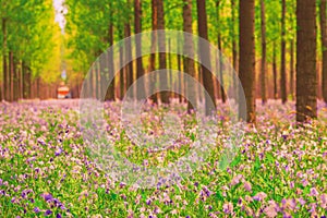 Dreamlike forest in spring