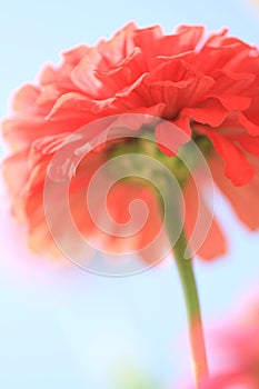 Dreamlike pink flower