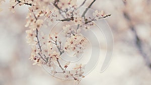 Dreamlike Romantic Background Of Spring. Petals Of Plum Blossom On Branch Open In Early Spring.