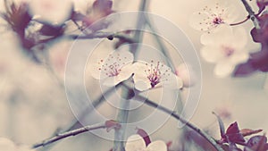 Dreamlike Romantic Background Of Spring. Petals Of Plum Blossom On Branch Open In Early Spring.