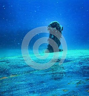 Dreamlike underwater pool sculpture in the Museo Atlantico underwater museum