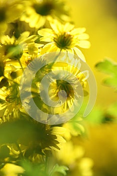 Dreamlike wild little yellow daisy flowers