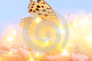 Dreamlike yellow butterfly on pink flower