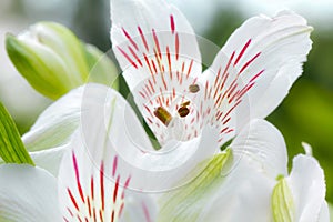 Dreamly closeup of lilies LiliengewÃÂ¤chse, Liliaceae, Lilium photo