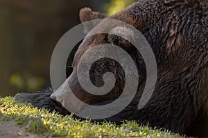 Dreams: Artistic Picture Of Big European Brown Bear Close-Up. Photo Of Great Bear Ursidae, Ursus Arctos With Expressive Sad Ey photo