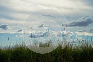 Dreamscape grass and clouds