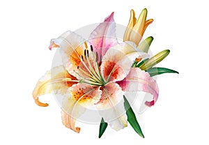 Hand-Drawn Lily Flower on Transparent Background