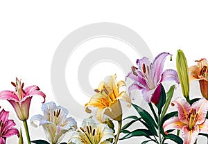 Vibrant Lily Flower Frame on Transparent Background