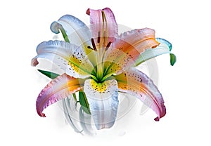 Colorful Lily Flower on Transparent Background