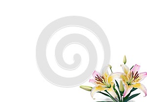 Colorful Lily Flowers in the corner on Transparent Background photo
