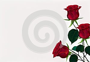 Elegant Red Roses on Transparent Background photo