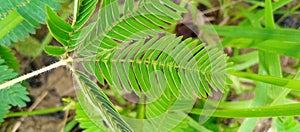 Dreamstimemimosa pudica plant reacts when stock footage