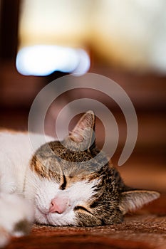 Dreamtime of a cat, bokeh