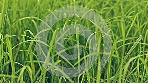 Dreamy ambient motion of green blades of grass gently swaying in the breeze