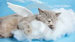 Dreamy Angelic Cat Nap