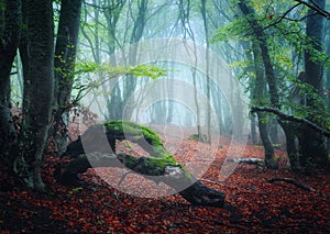 Scary autumn forest with trail in fog. Fall colors. Foggy trees