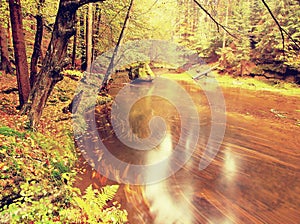 Dreamy autumn mountain river covered by orange beech leaves. Fresh green leaves on branches above water make colorful refle