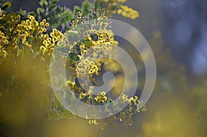 Dreamy background of the Silver Wattle