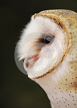 Dreamy Barn Owl Portrait