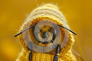 Dreamy bee with yellow hood.