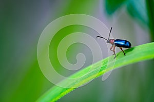 Dreamy bug looking into the wild