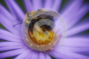 Dreamy bumblebee on aster