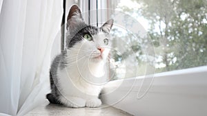 Dreamy cat wants outside on a rainy day