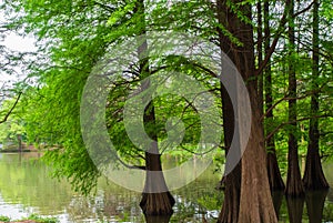 the dreamy cedar forest by the lake in spring