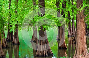 the dreamy cedar forest by the lake in spring