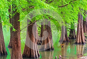 the dreamy cedar forest by the lake in spring