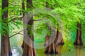 the dreamy cedar forest by the lake in spring