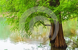 the dreamy cedar forest by the lake in spring