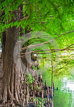 the dreamy cedar forest by the lake in spring