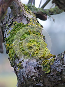 Treebranches with moss, woods forest branches tree close closeup light dawn boughs treeebranches sun