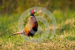 Dreamy common pheasant, with beautiful sunkissed plumage grazing on the meadow.